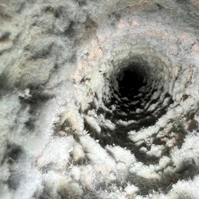 2 year lint buildup