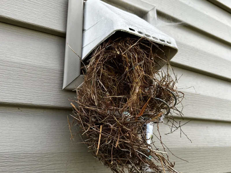 Bathroom Bird Nest Removal