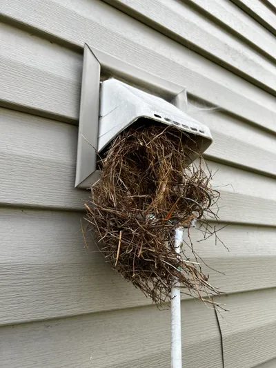 Bathroom Bird Nest Removal