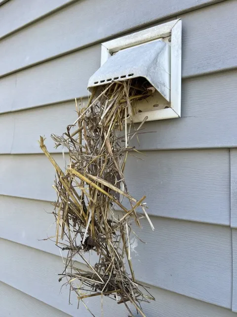 Large bird nest removed from dryer vent