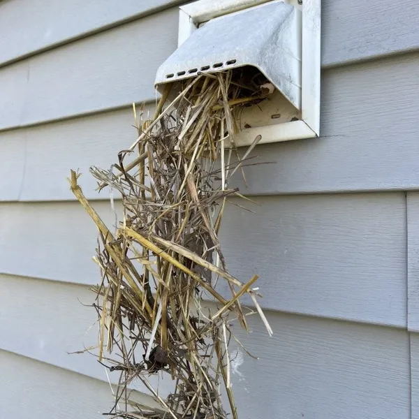 Large bird nest removed from dryer vent