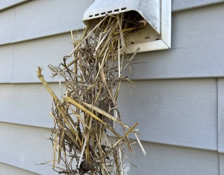 A Busy Week of Bird Nest Removals