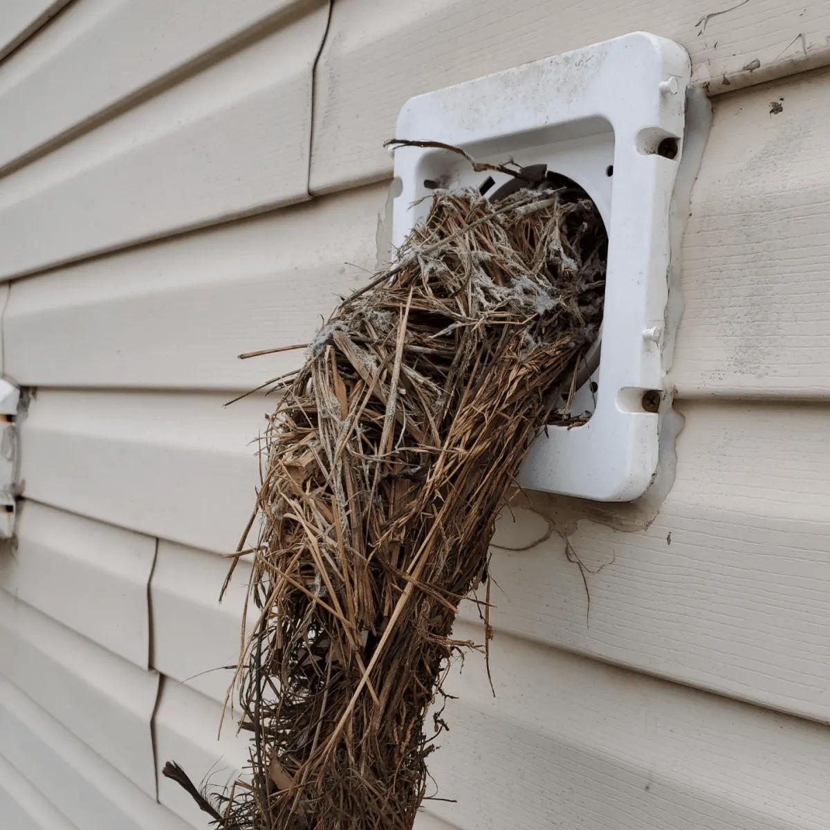 Bird nest blocking bathroom exhaust vent