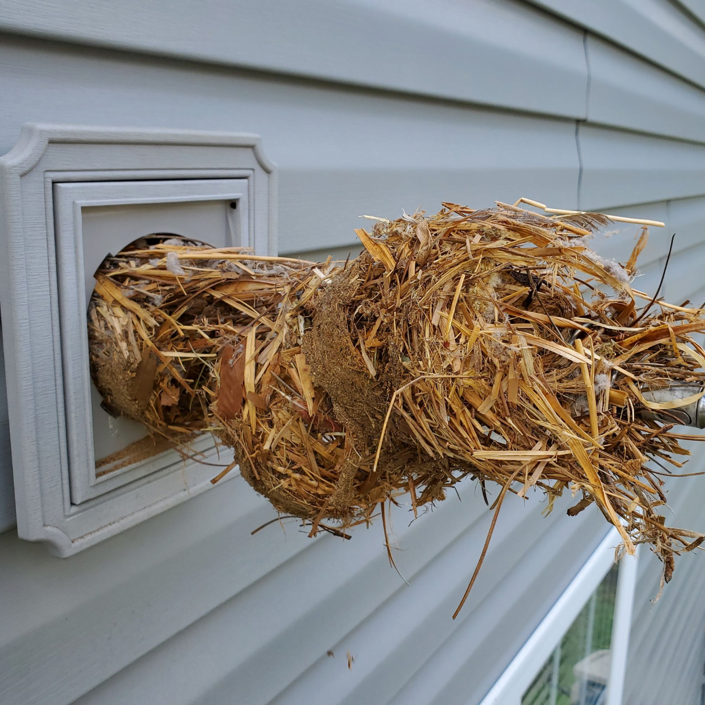 Bird nest removal from dryer vent