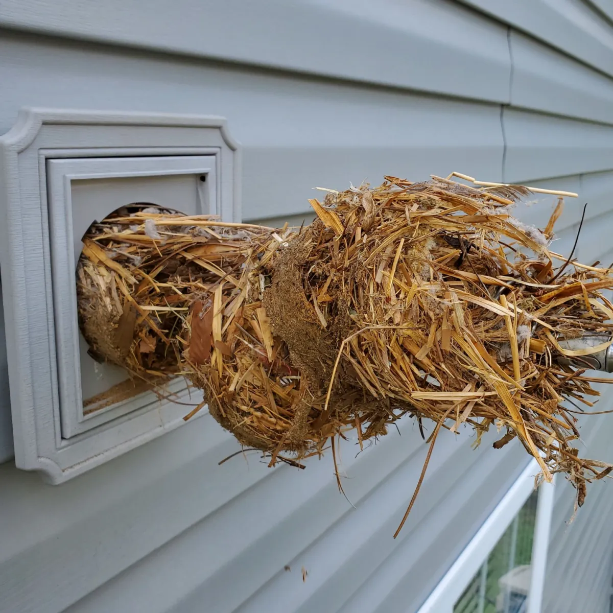 Bird nest material extracted from bathroom vent