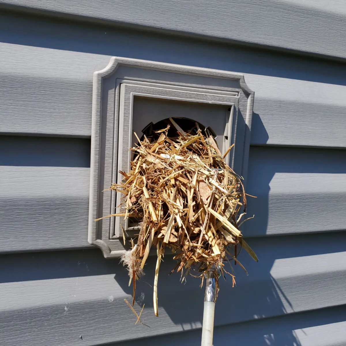 Bathroom vent cleaned after bird nest removal