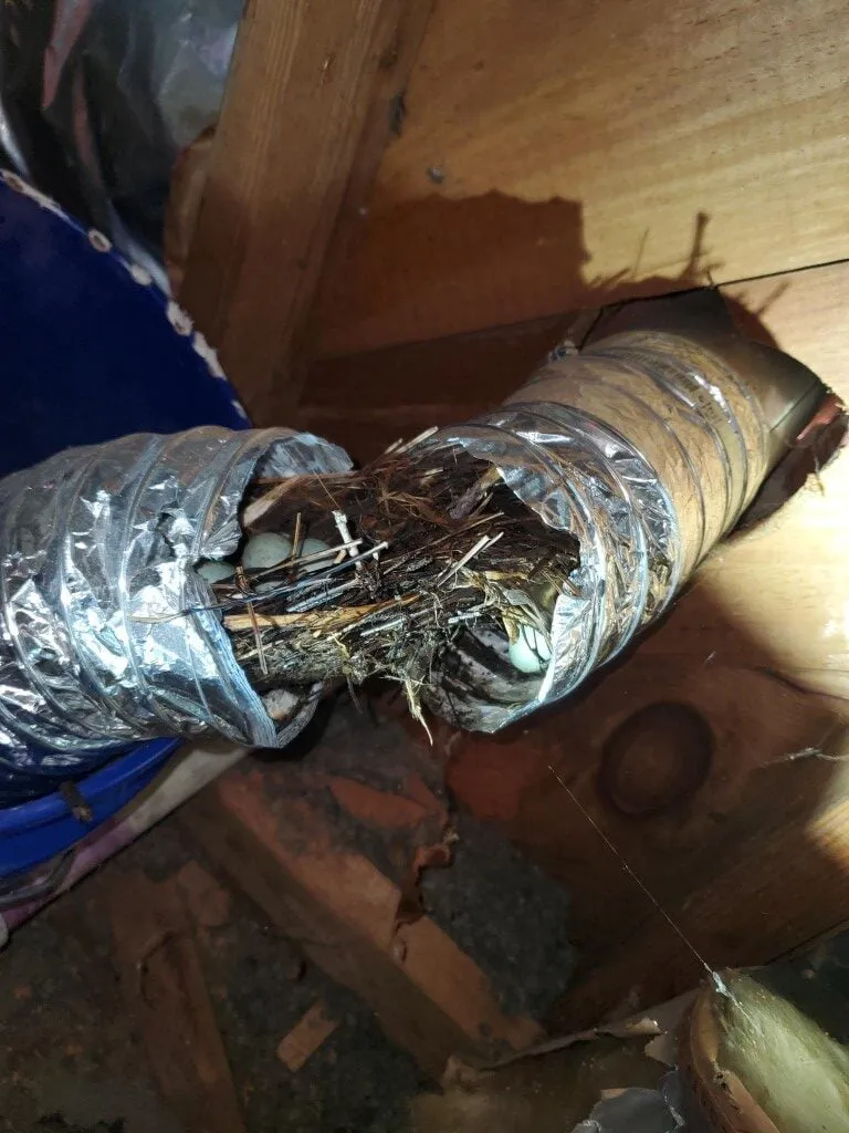 Bird nest damaged dryer vent