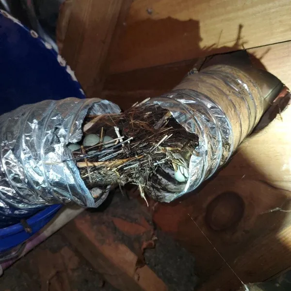 Bird nest damaged dryer vent
