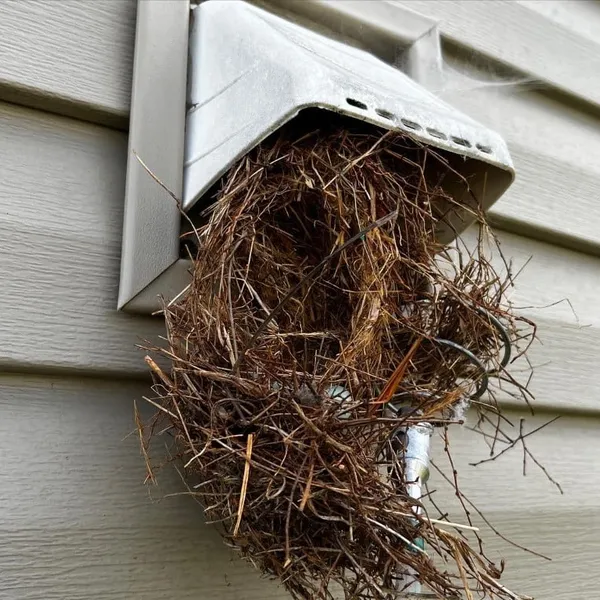 Bird nest extraction in progress