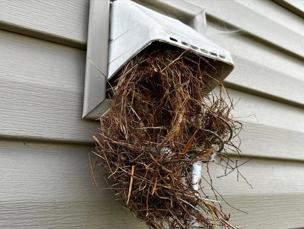 Bird nest extraction in progress