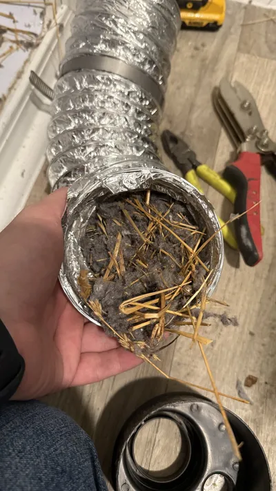 Bird nest material inside a dryer transition tube in northeast Greensboro