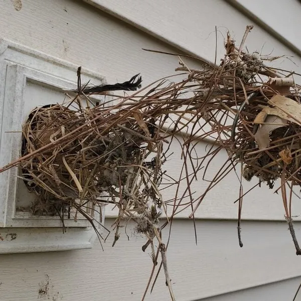 Bird nest lodged in dryer vent