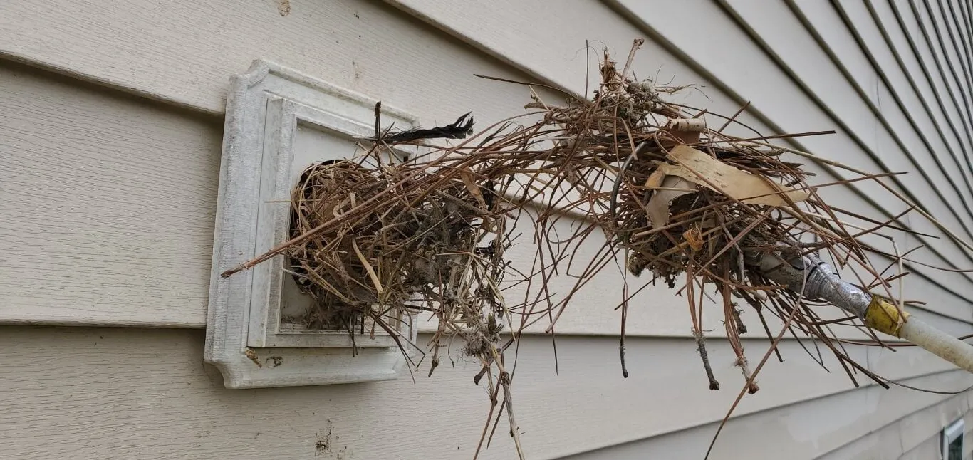 Bird nest lodged in dryer vent