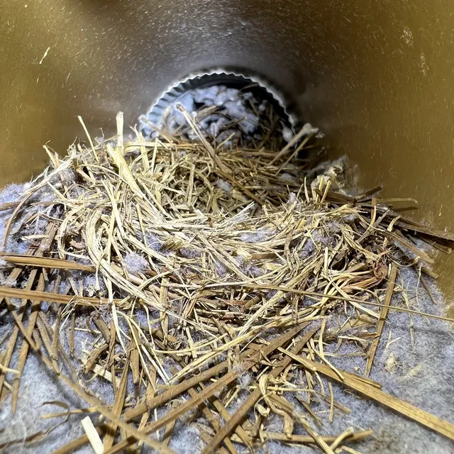 Bird nest packed inside a dryer vent pipe in Coble Farm Greensboro