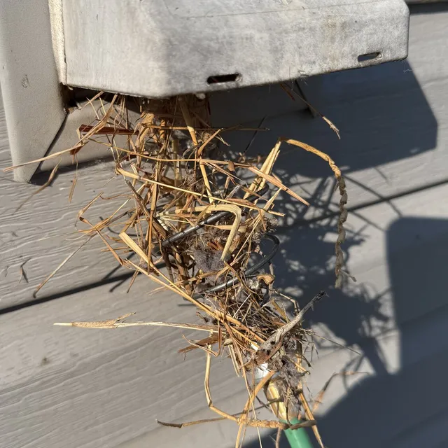 Bird nest pulled out of a dryer vent cover in Reedy Fork Ranch