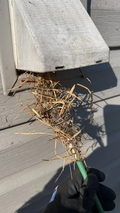 Bird nest pulled out of a dryer vent cover in Reedy Fork Ranch