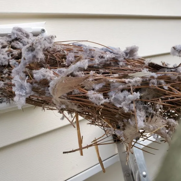 Bird nest removed from dryer vent