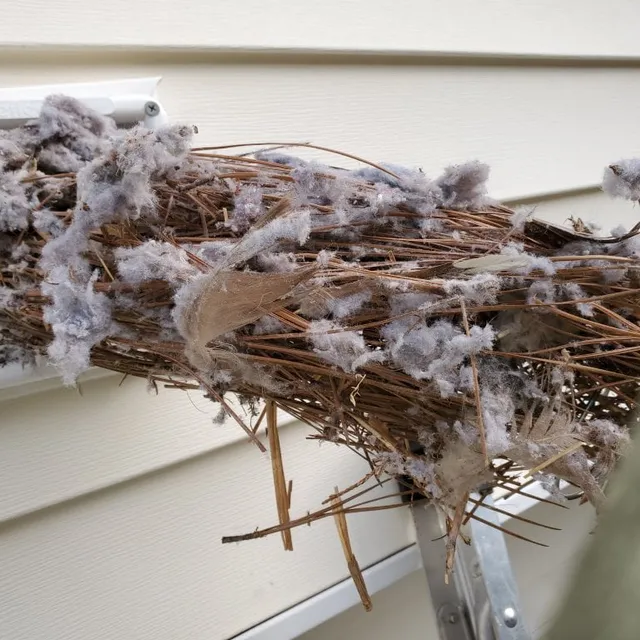 Nest extraction