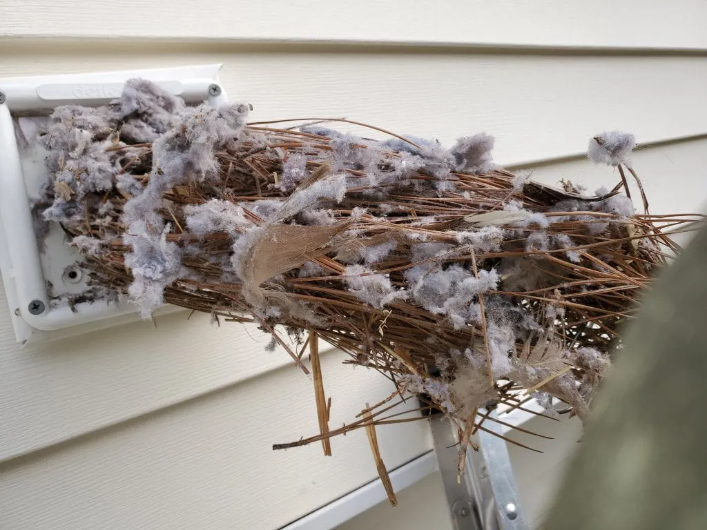 Bird nest removed from dryer vent