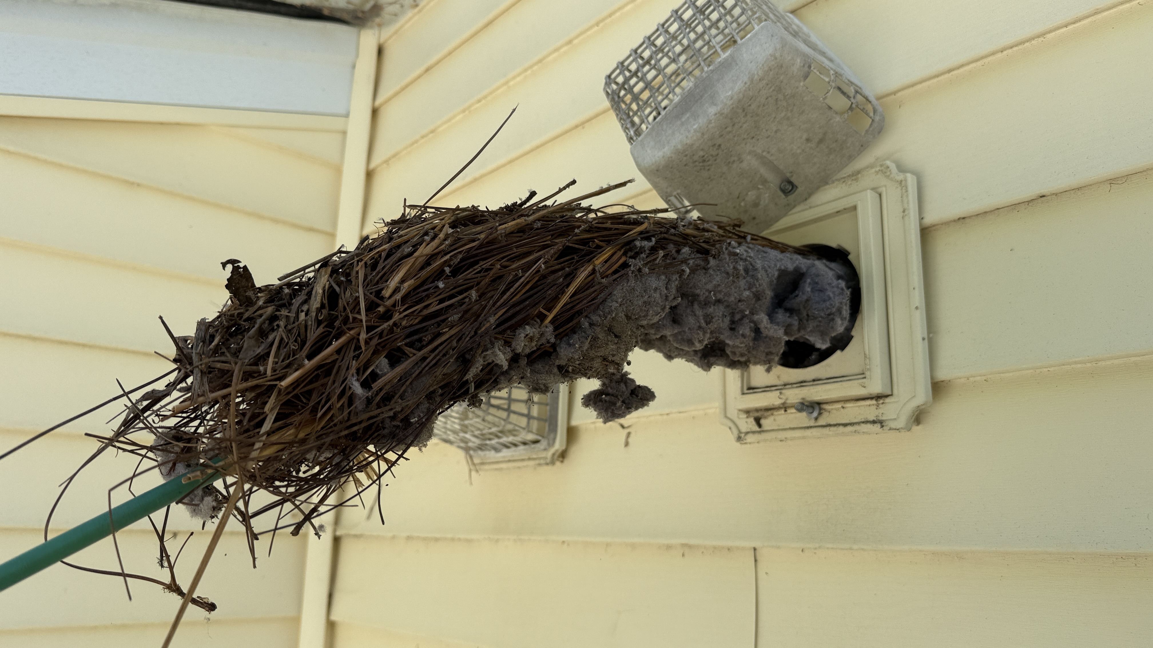 Bird nest removed from a dryer vent in Greensboro NC