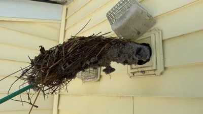 Bird nest removed from a dryer vent in Greensboro NC