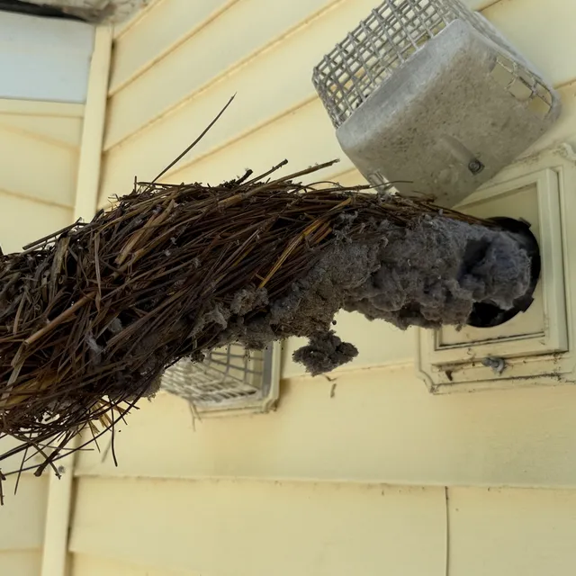 Bird nest removed from a dryer vent in Greensboro NC