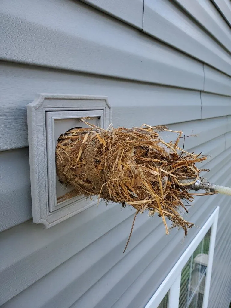 Bird nest removal Eden NC