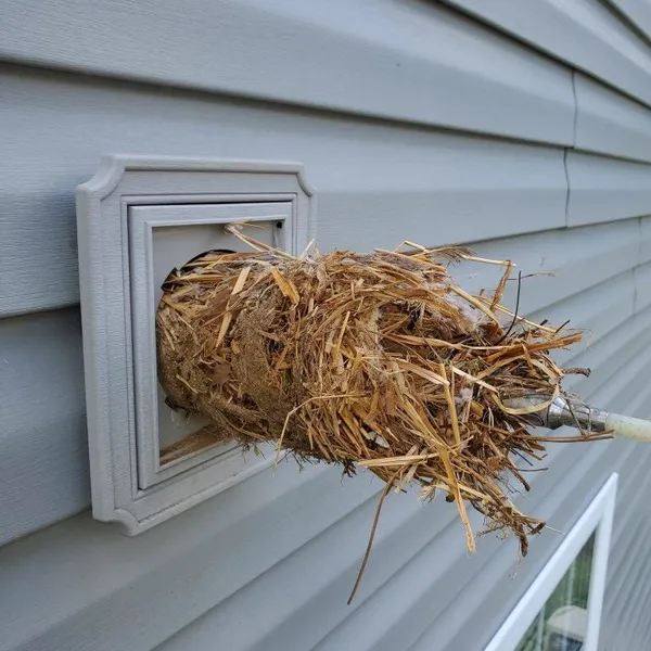 Bird nest removal Eden NC