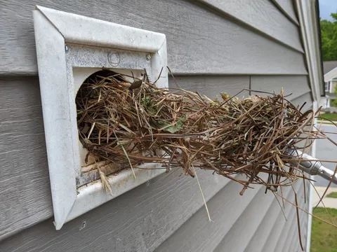 Bird nest removal Greensboro NC
