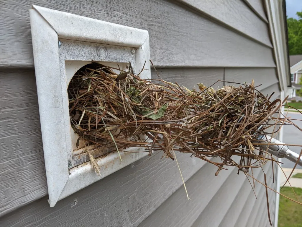 Bird nest removal Greensboro NC