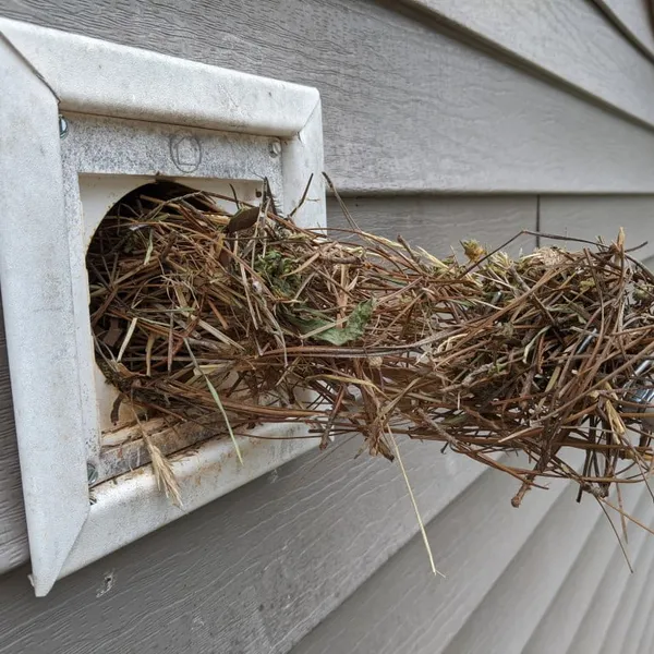 Bird nest removal Greensboro NC