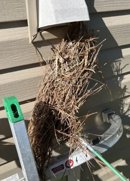 Bird nest removal from ladder at exterior vent