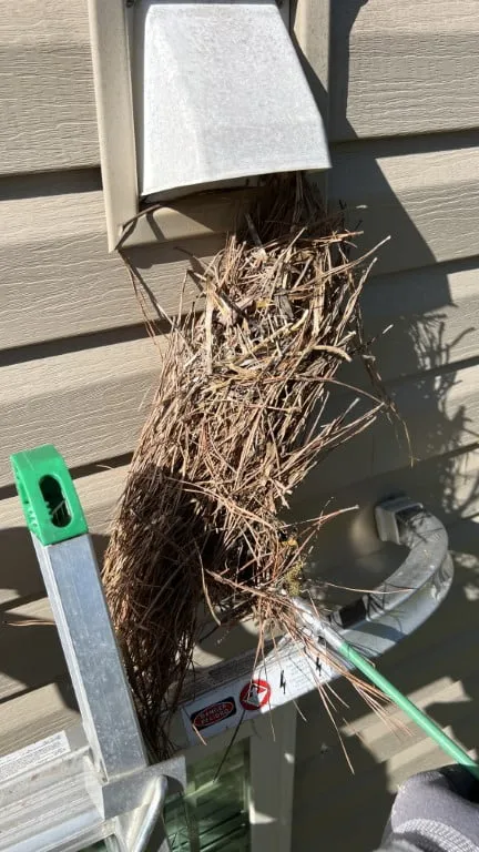 Bird nest removal from ladder at exterior vent