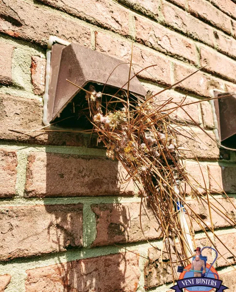 Bird nest removal