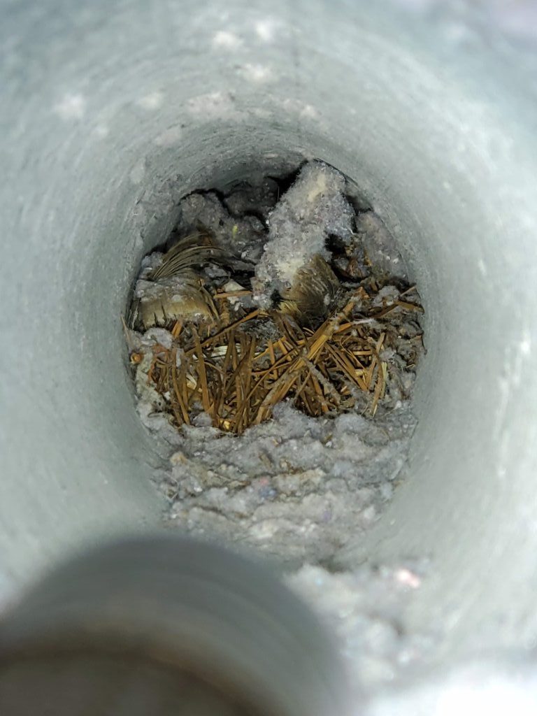 Compacted bird nest in dryer vent