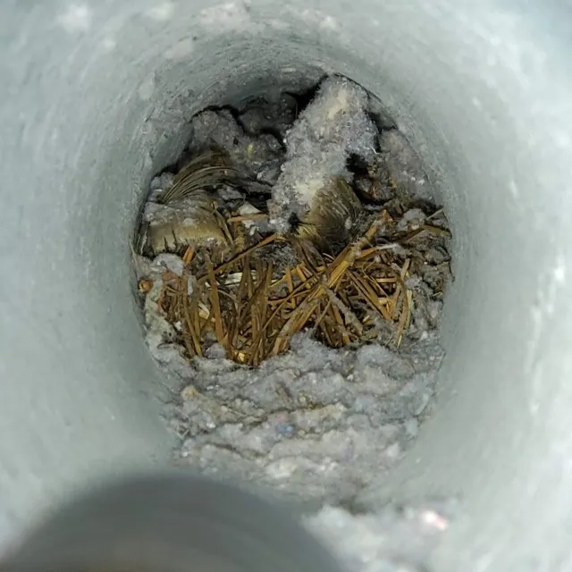 Compacted bird nest in dryer vent