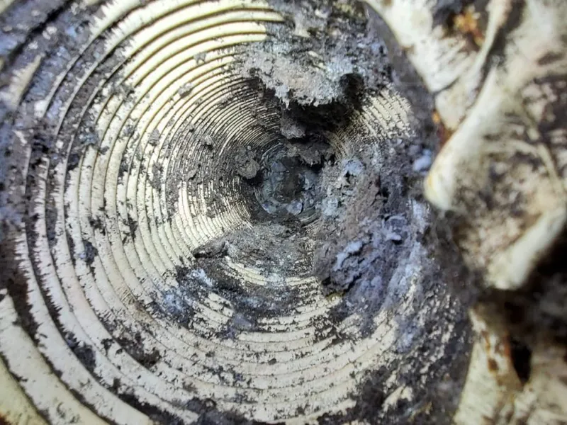 DIY Dryer Vent Cleaning: 5 Common Mistakes That Could Cost You