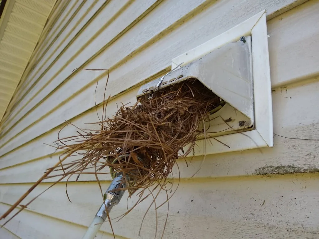 Bird nest in dryer vent