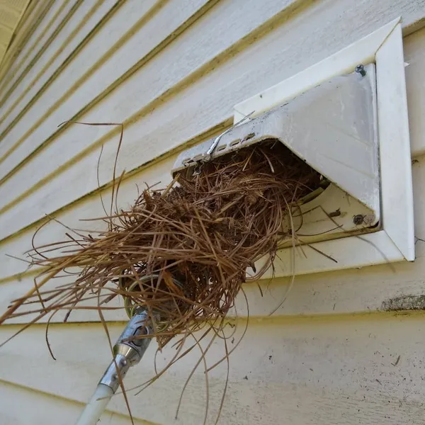 Bird nest in dryer vent