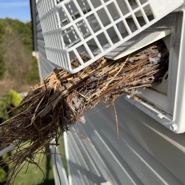 Bird nest found inside a dryer vent