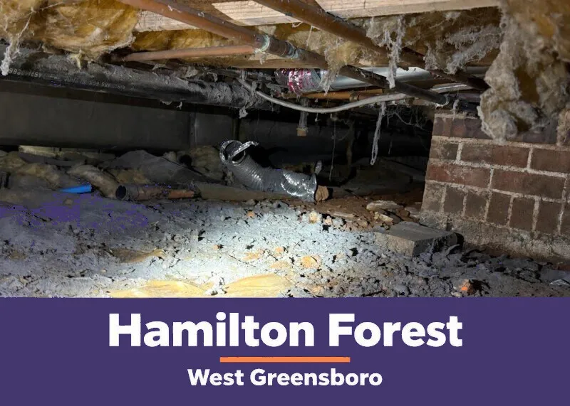 Hamilton Forest