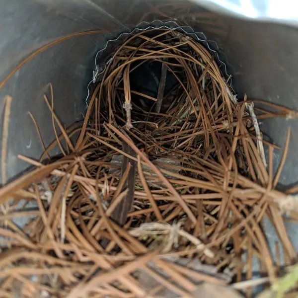 Inside dryer vent showing bird nest blockage