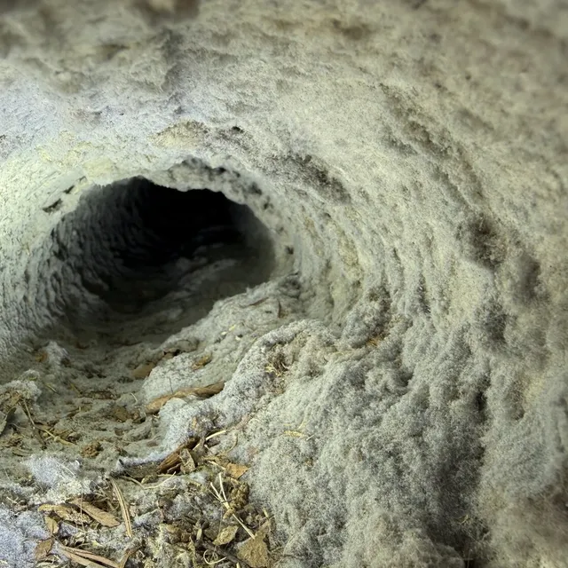 Lint and nest material inside a dryer vent in Waterbury Whitsett