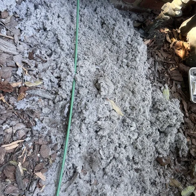 Large lint pile blown out under a Westerwood dryer vent cover