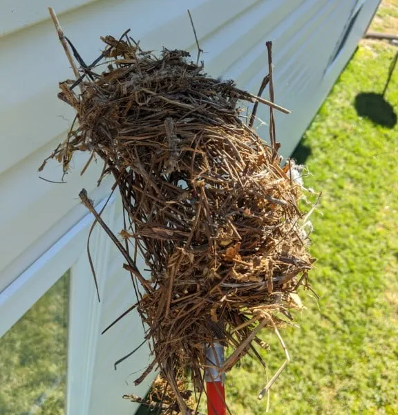 Bird nest on a stick extracted from dryer vent