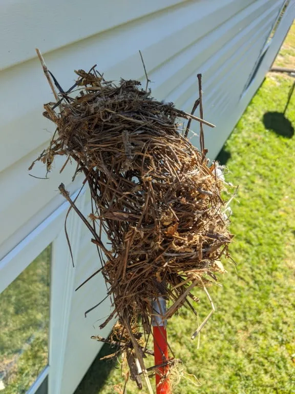Bird nest on a stick extracted from dryer vent