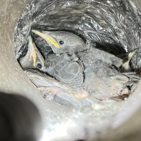 Lint removal from dryer vent Oak Ridge