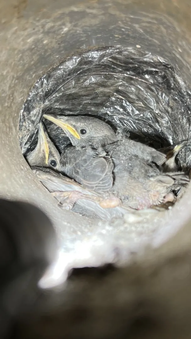 Lint removal from dryer vent Oak Ridge