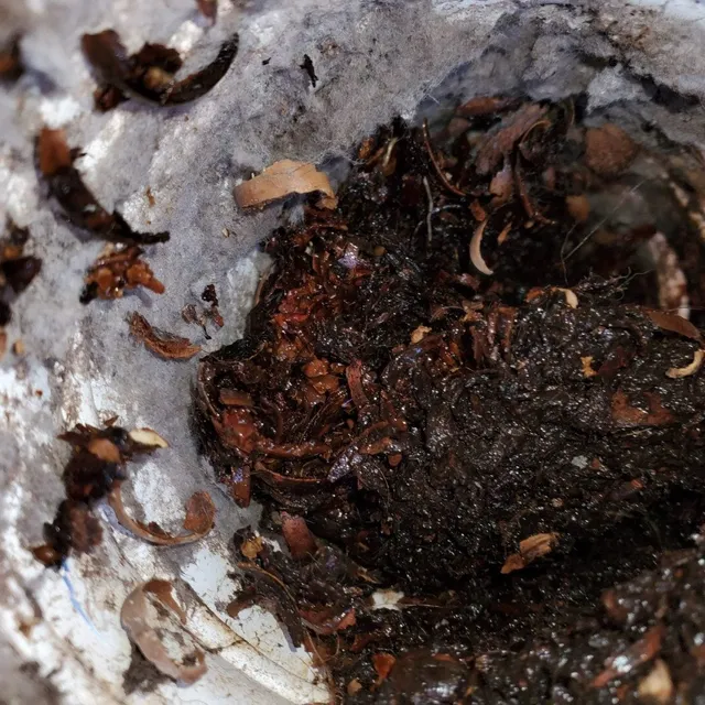Rust in dryer vent
