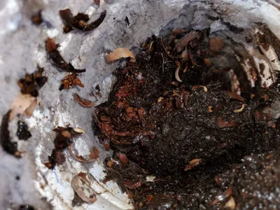 Rust in dryer vent